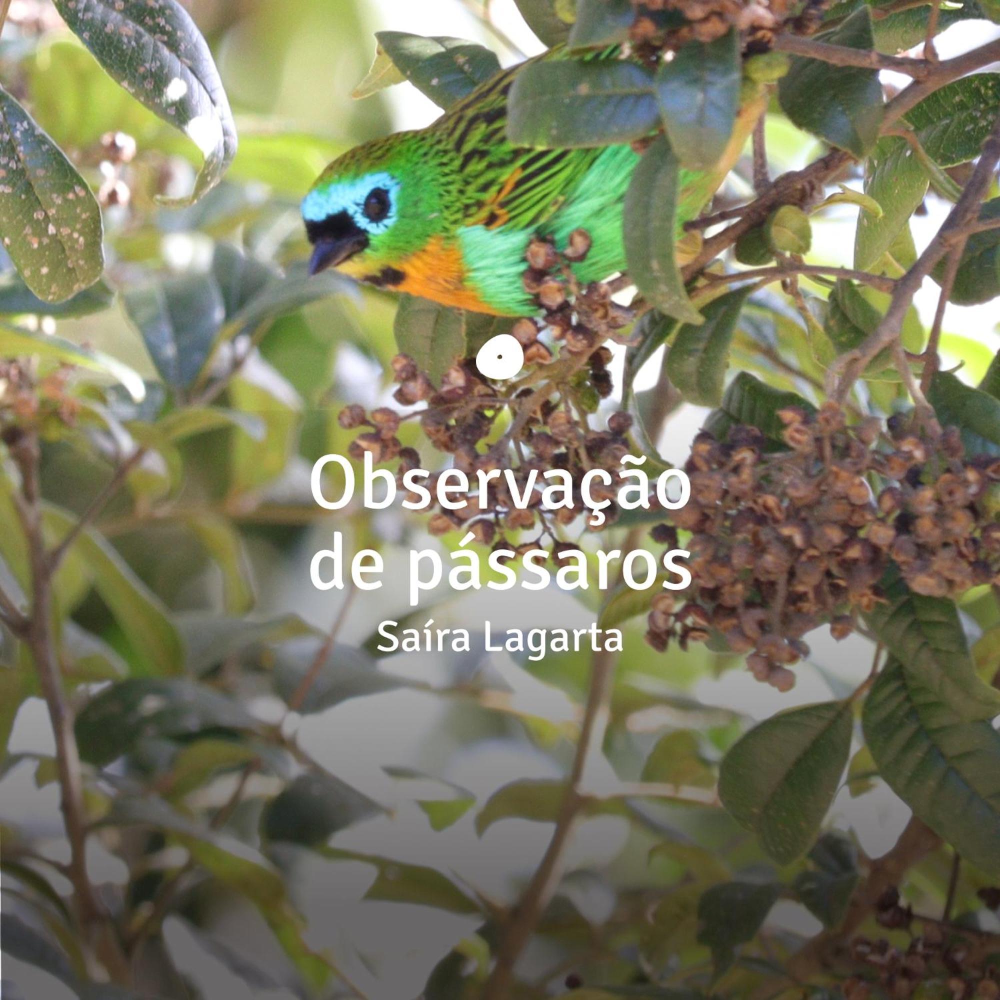 Clareira Holiday home Goncalves